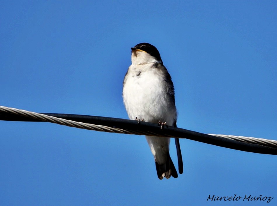 Chilean Swallow - marcelo muñoz