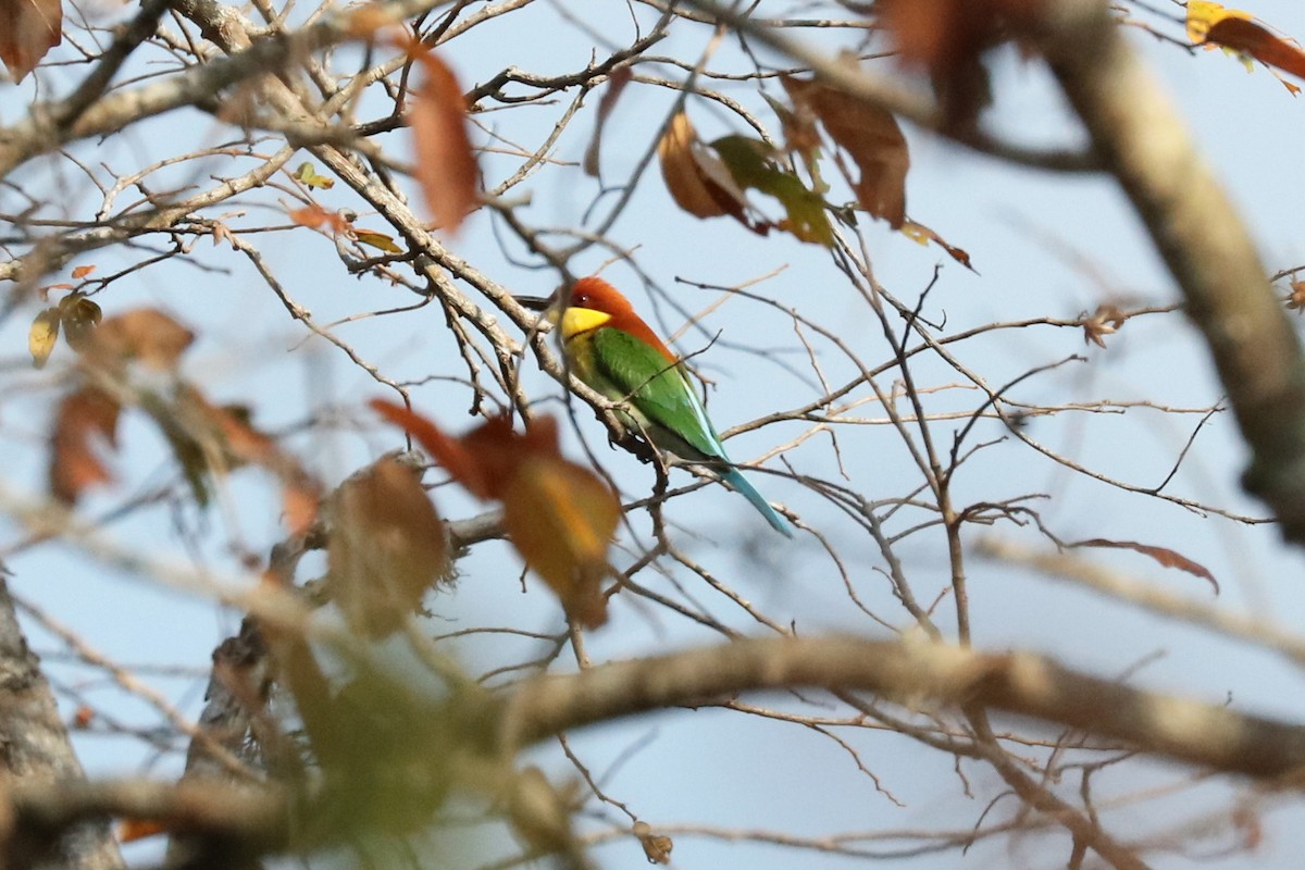 Chestnut-headed Bee-eater - John Bruin