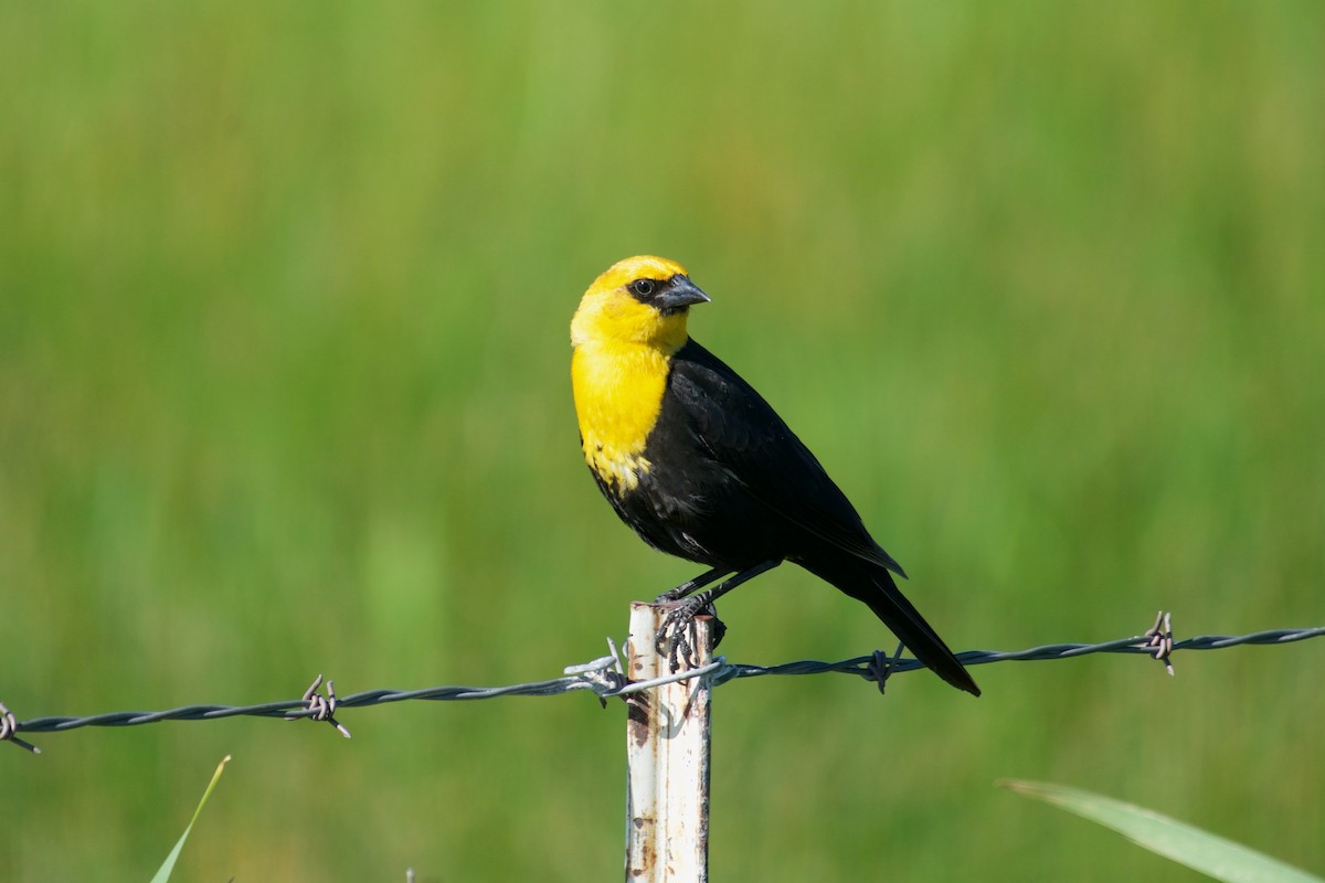 Yellow-headed Blackbird - ML103762991