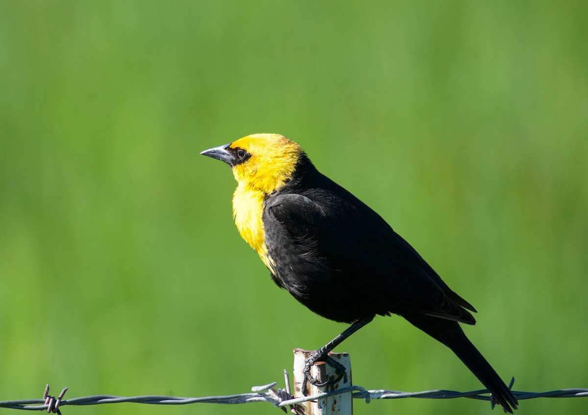 Yellow-headed Blackbird - Steven Hunter