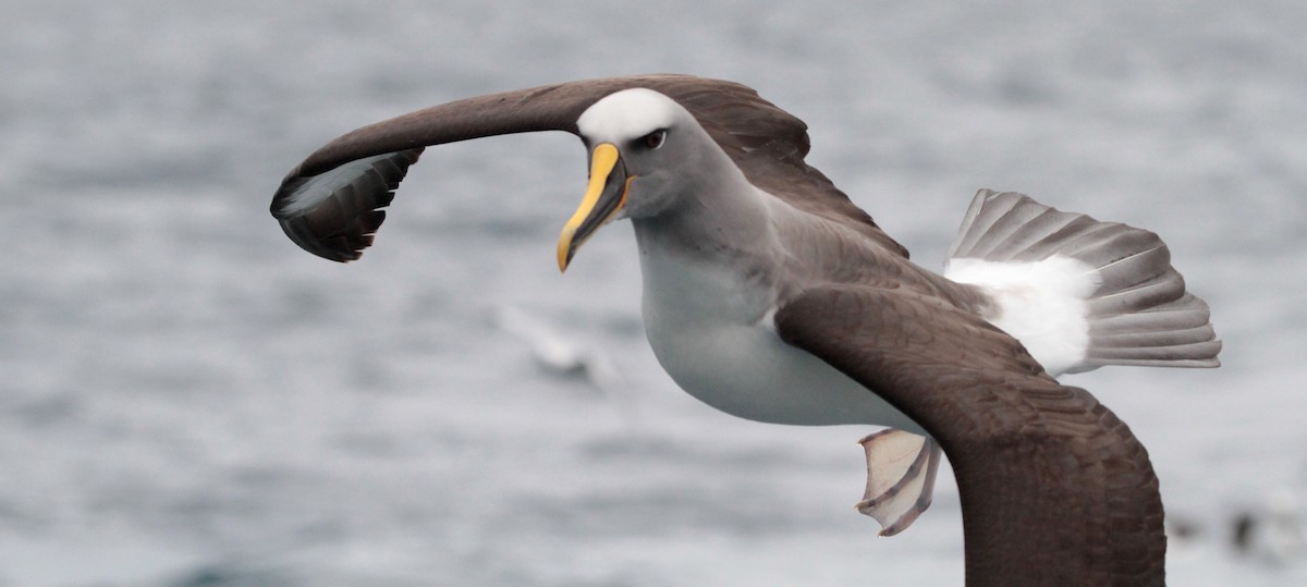 Buller's Albatross - Corey Callaghan