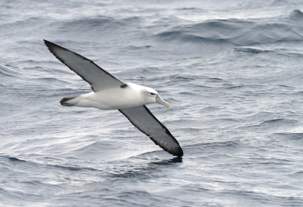 White-capped Albatross - Corey Callaghan