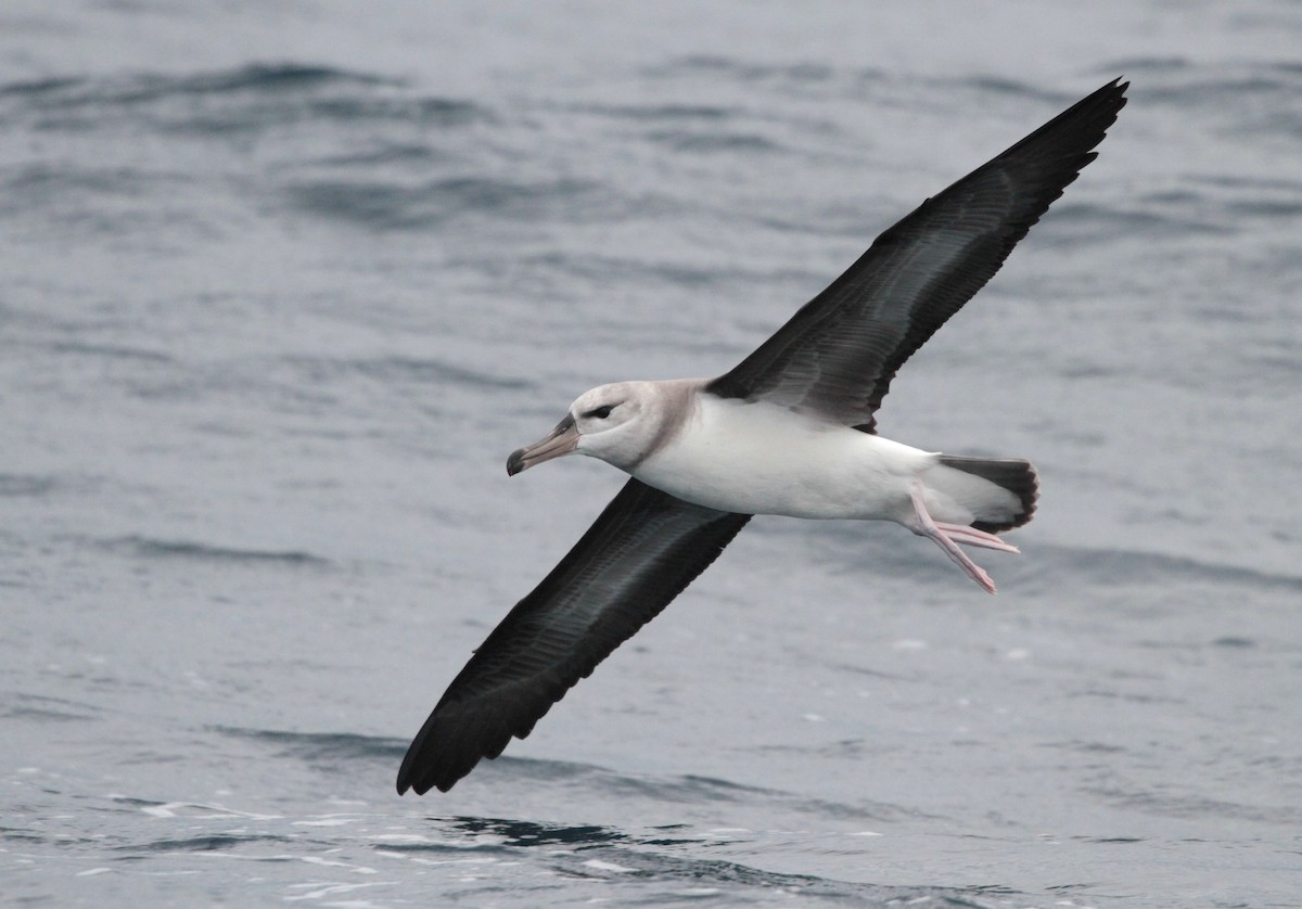 Black-browed Albatross (Black-browed) - Corey Callaghan