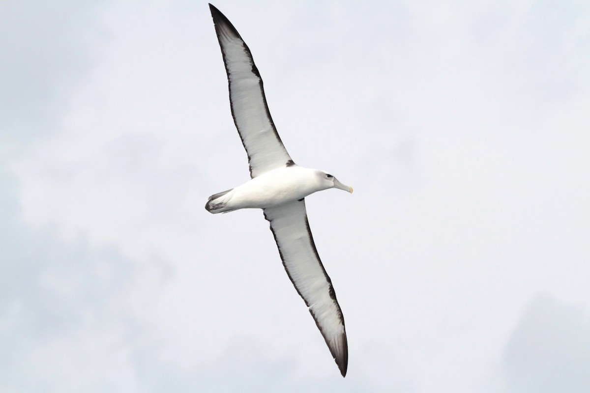 White-capped Albatross - Corey Callaghan