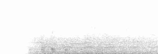 Eider à duvet (mollissima) - ML103767021