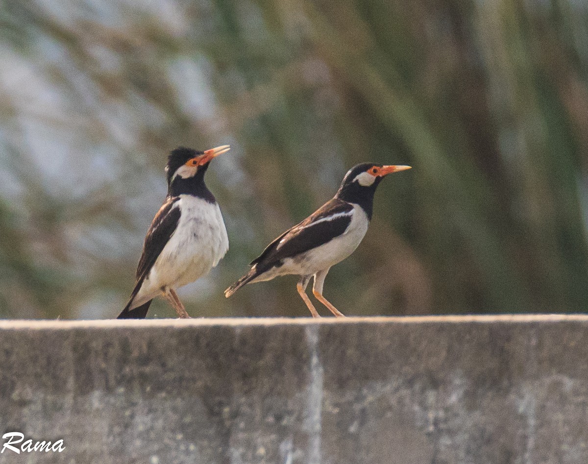 Indian Pied Starling - ML103767191