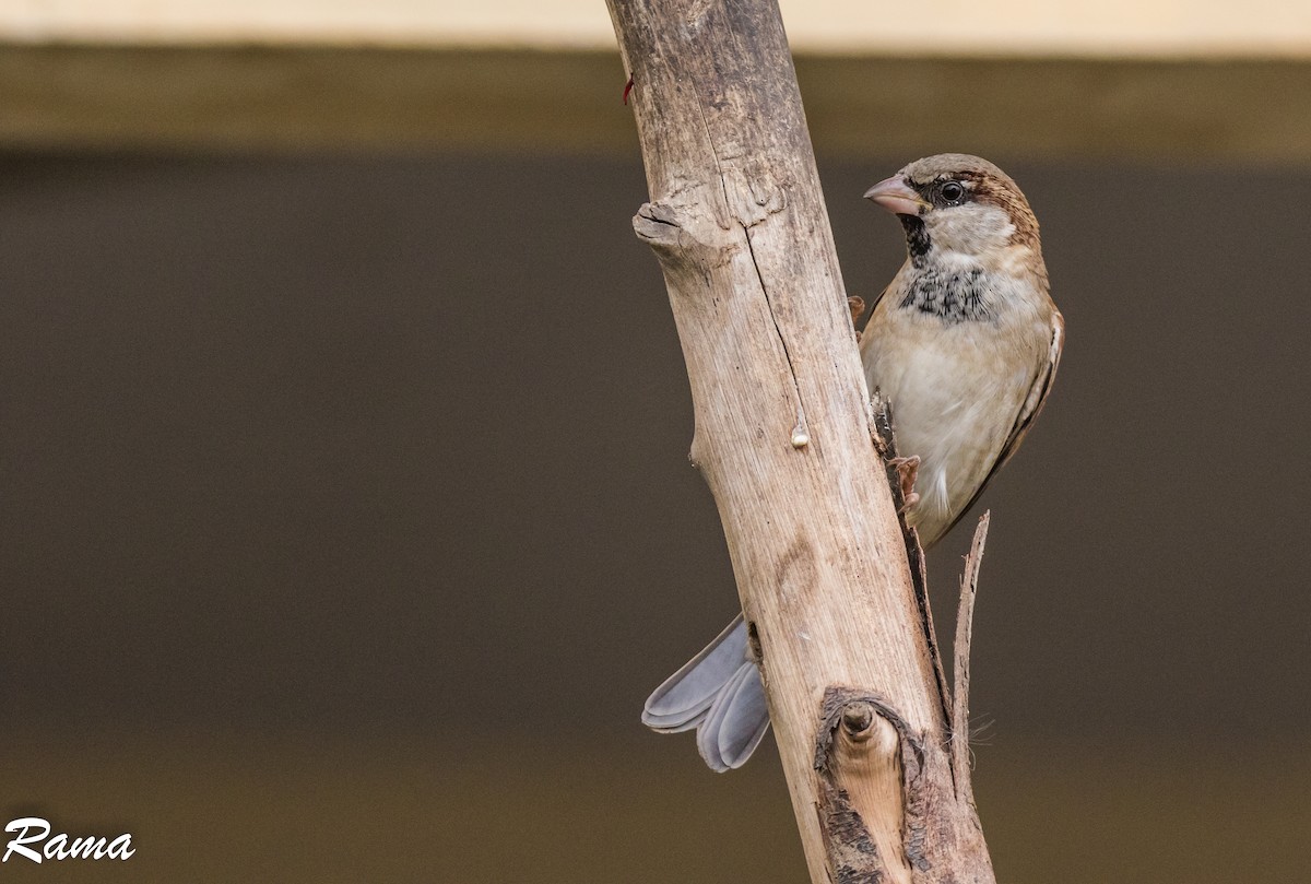 House Sparrow - Rama Neelamegam