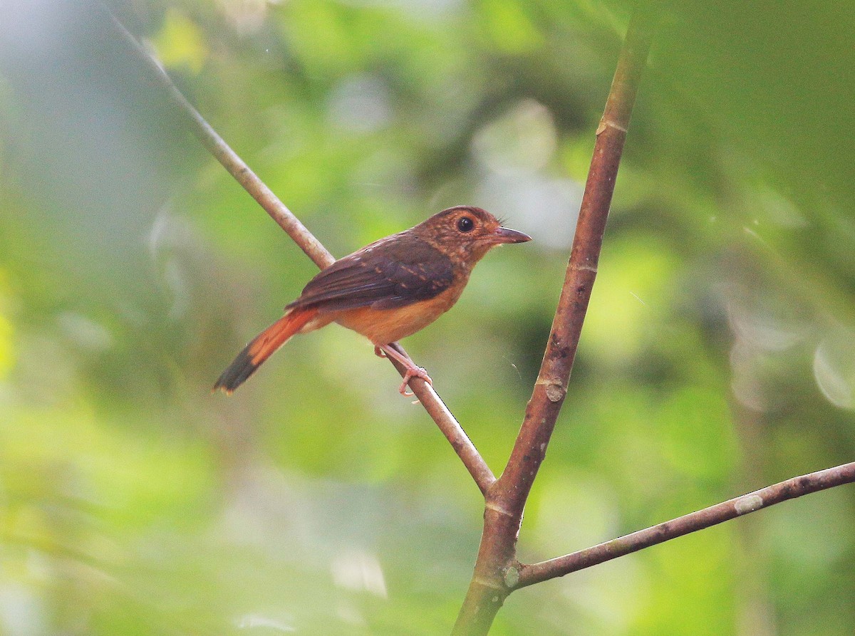 Rufous-tailed Shama - Copsychus pyrropygus - Birds of the World
