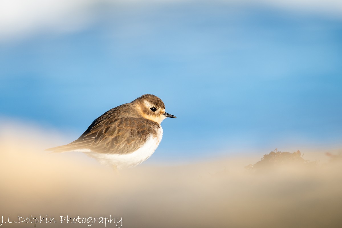 Double-banded Plover - Jamie Dolphin