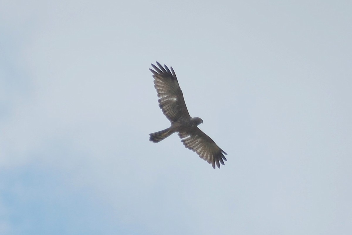 Spotted Harrier - ML103776011