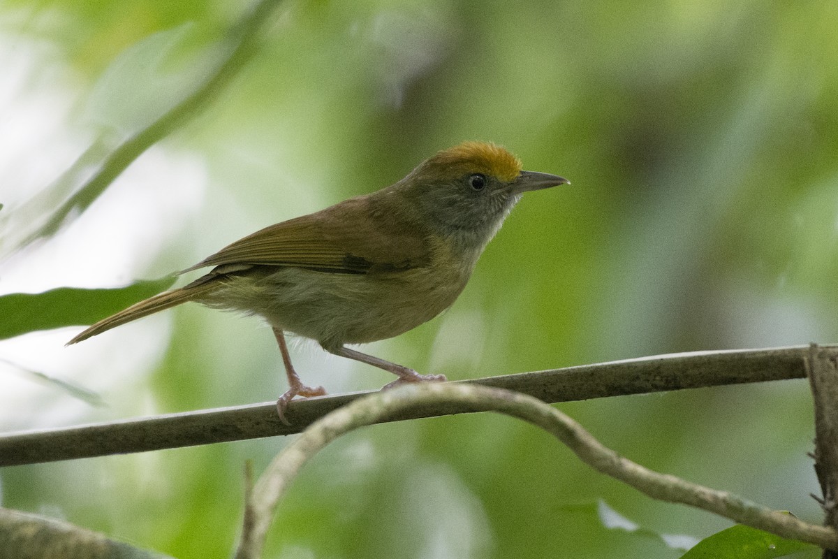 Tawny-crowned Greenlet - ML103778321