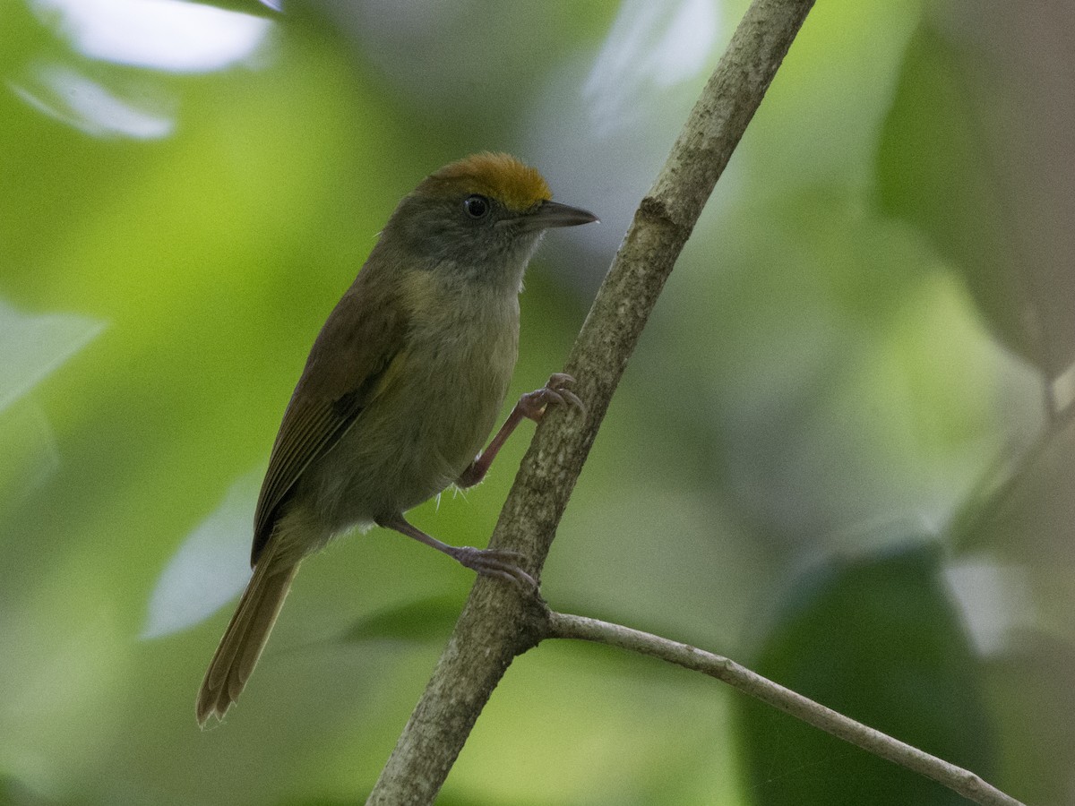 Tawny-crowned Greenlet - ML103778331
