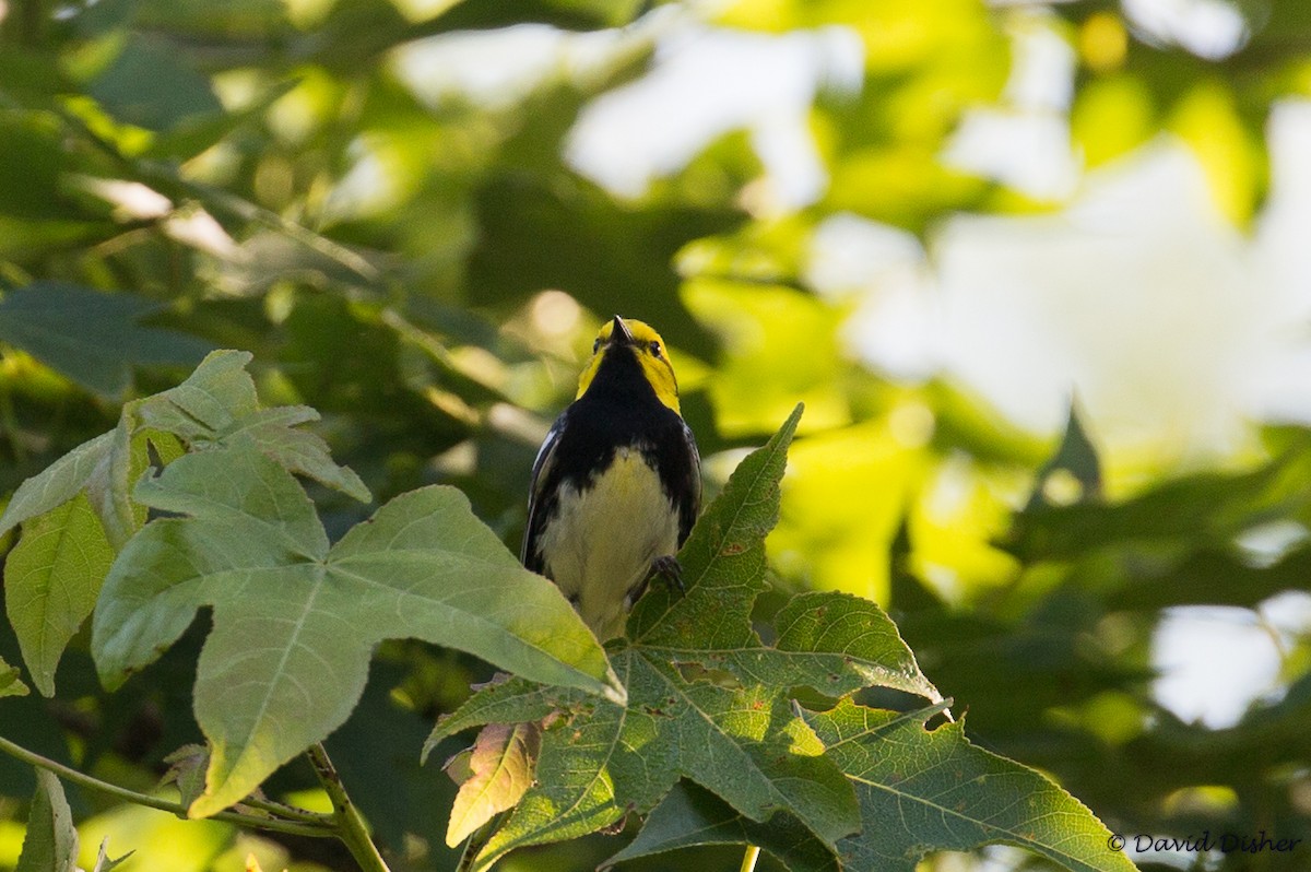 Black-throated Green Warbler - David Disher