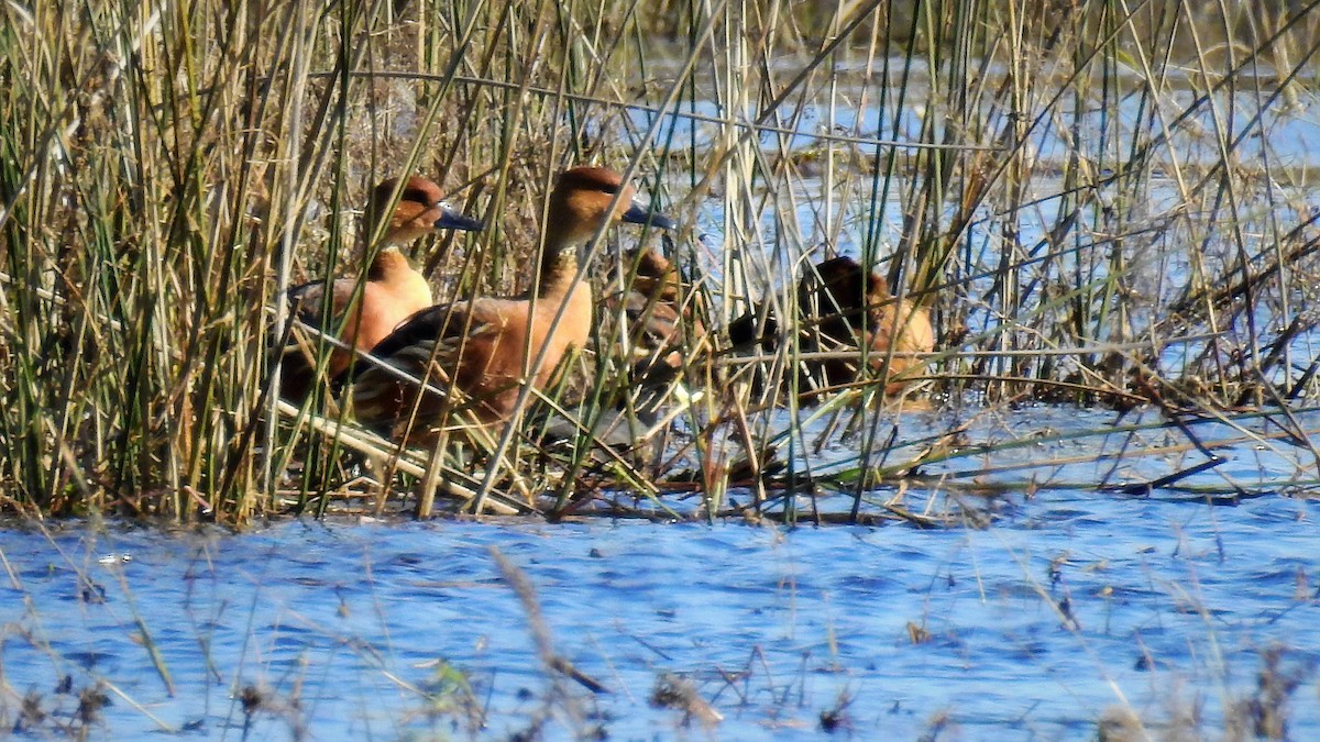 Fulvous Whistling-Duck - ML103781041