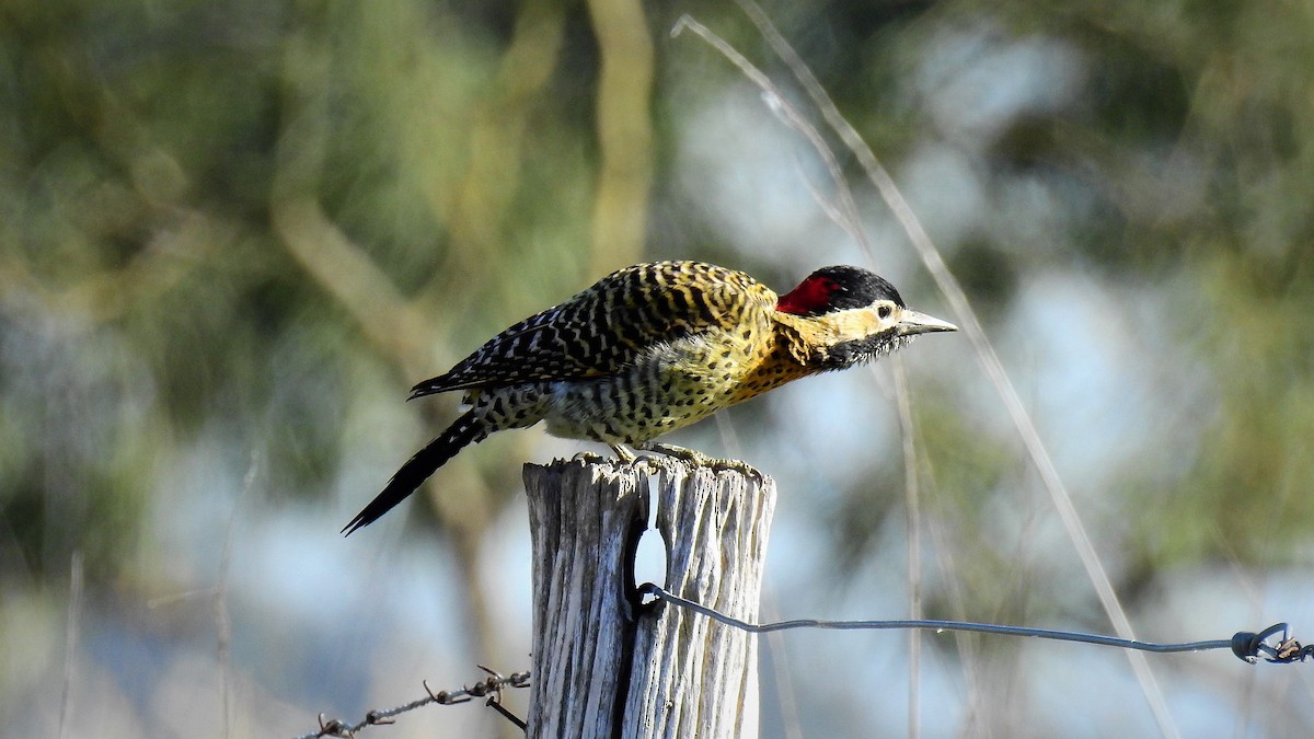 Green-barred Woodpecker - ML103782611
