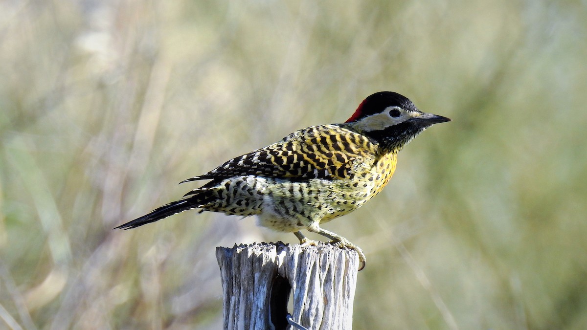 Green-barred Woodpecker - ML103782621