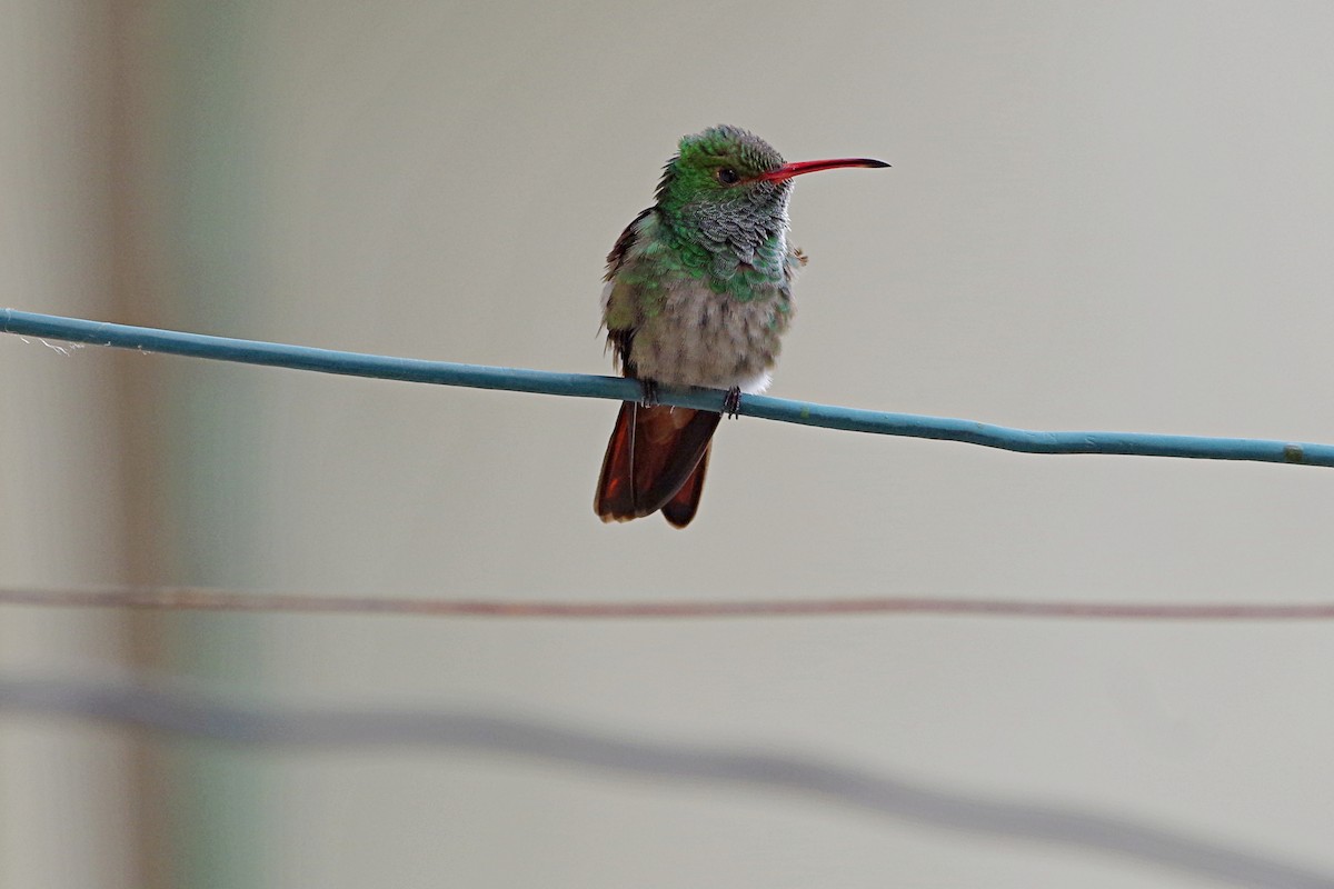 Rufous-tailed Hummingbird - ML103782631