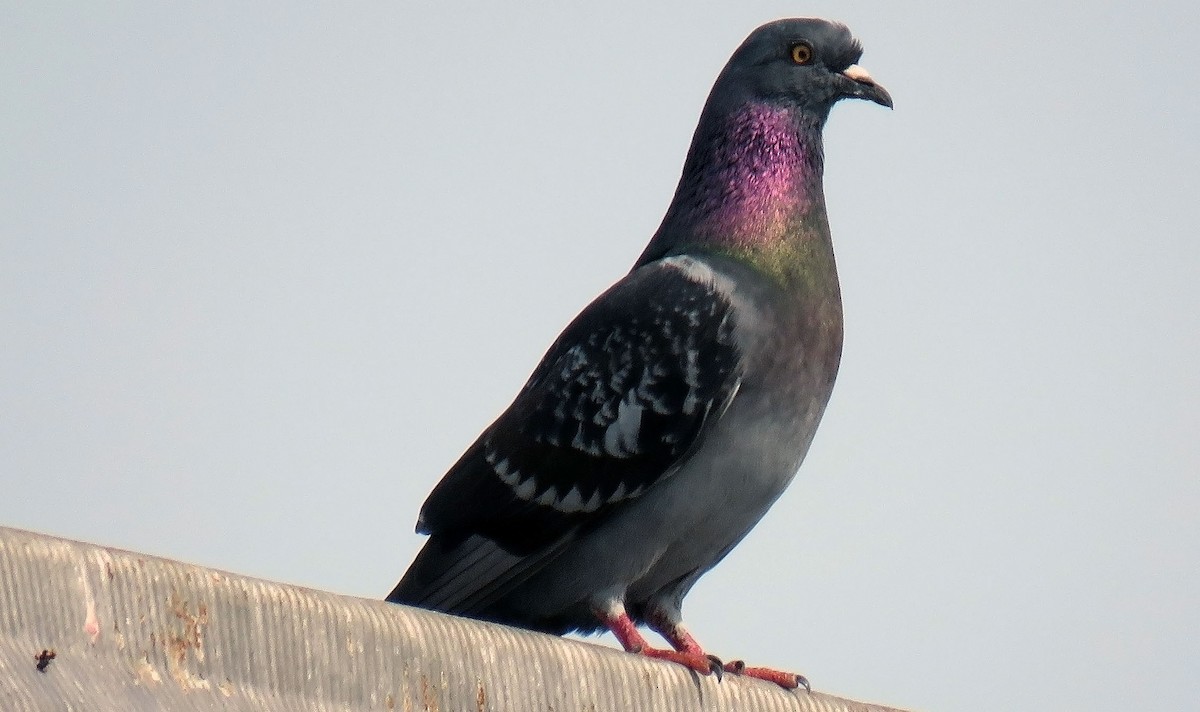 Rock Pigeon (Feral Pigeon) - Toby Hardwick