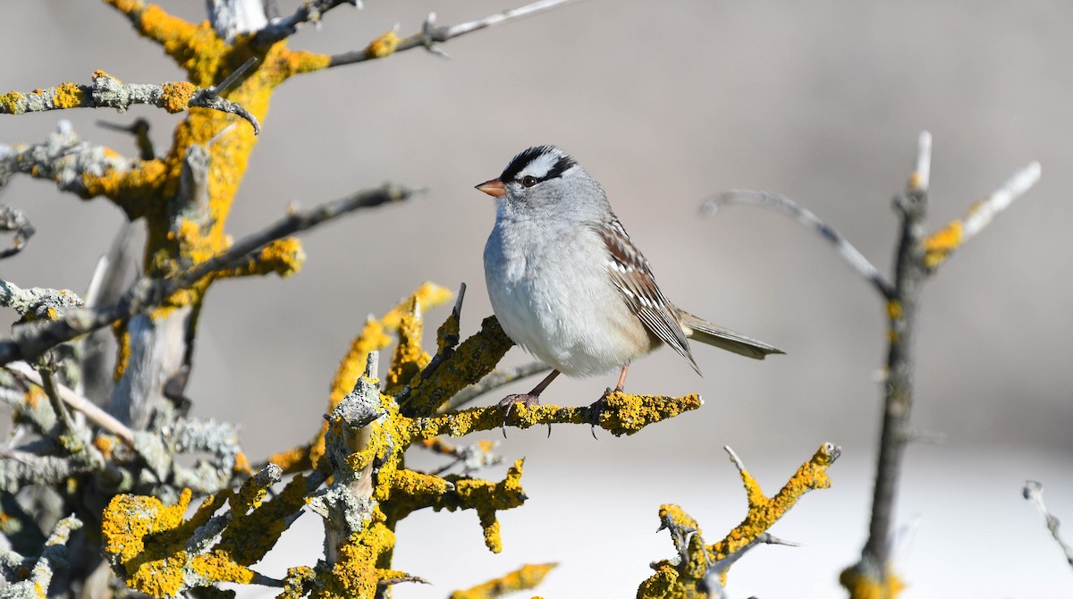 White-crowned Sparrow - Christopher Gilbert