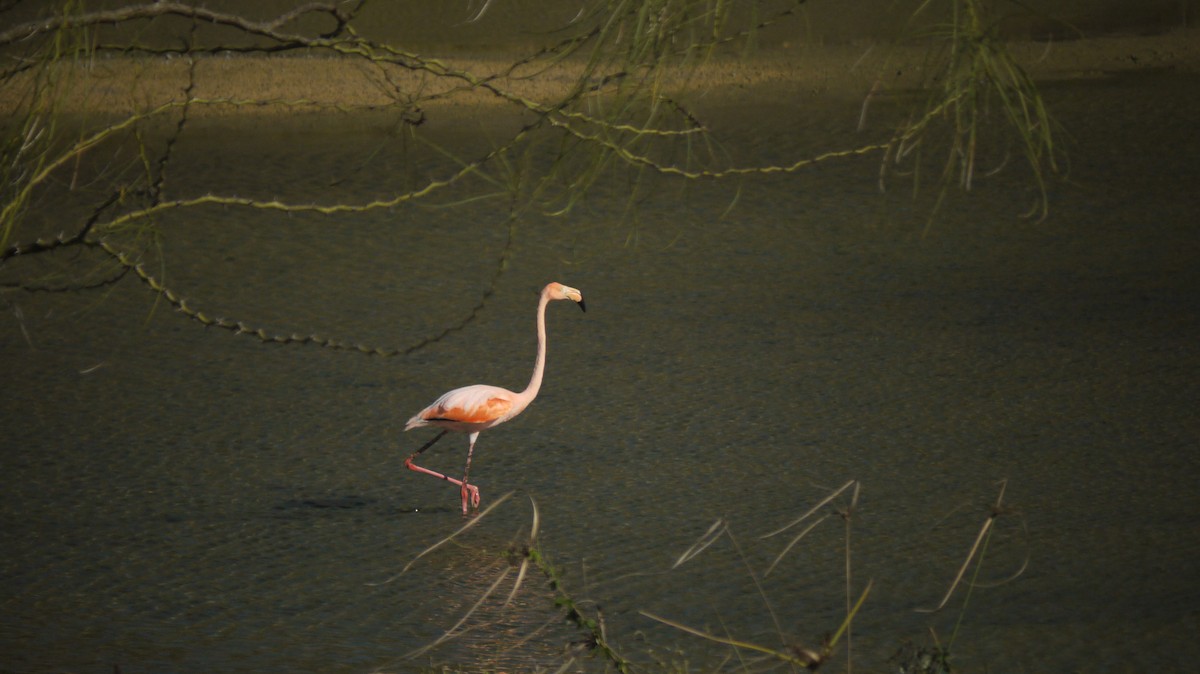 American Flamingo - ML103785011
