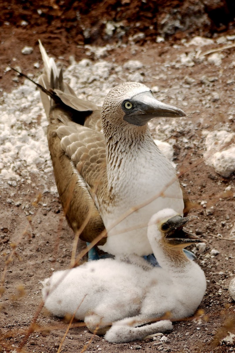 Blue-footed Booby - ML103785491