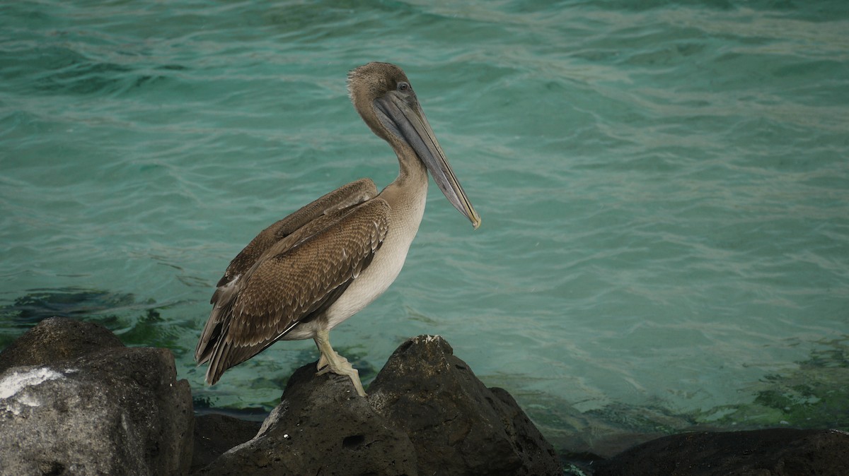 pelikán hnědý - ML103785981