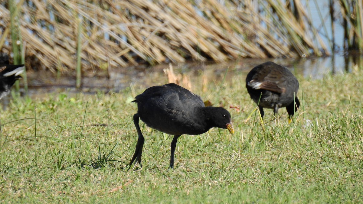 Red-fronted Coot - ML103787391