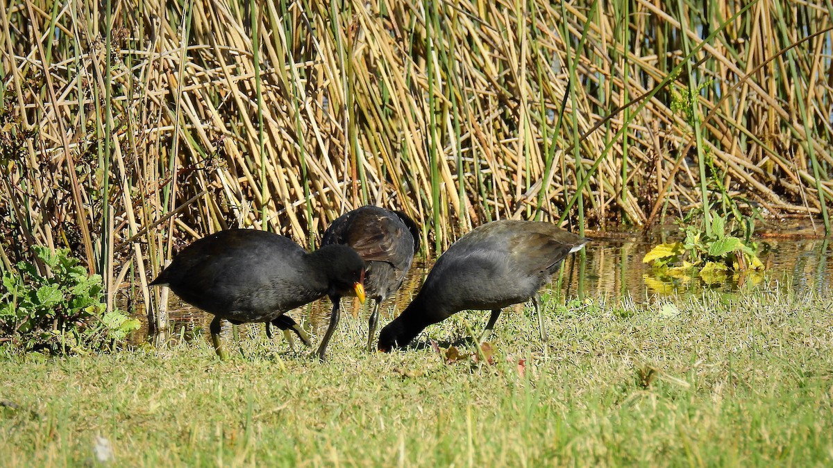 Red-fronted Coot - ML103787451