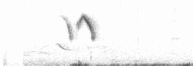 Western Yellow Wagtail (cinereocapilla) - ML103789311
