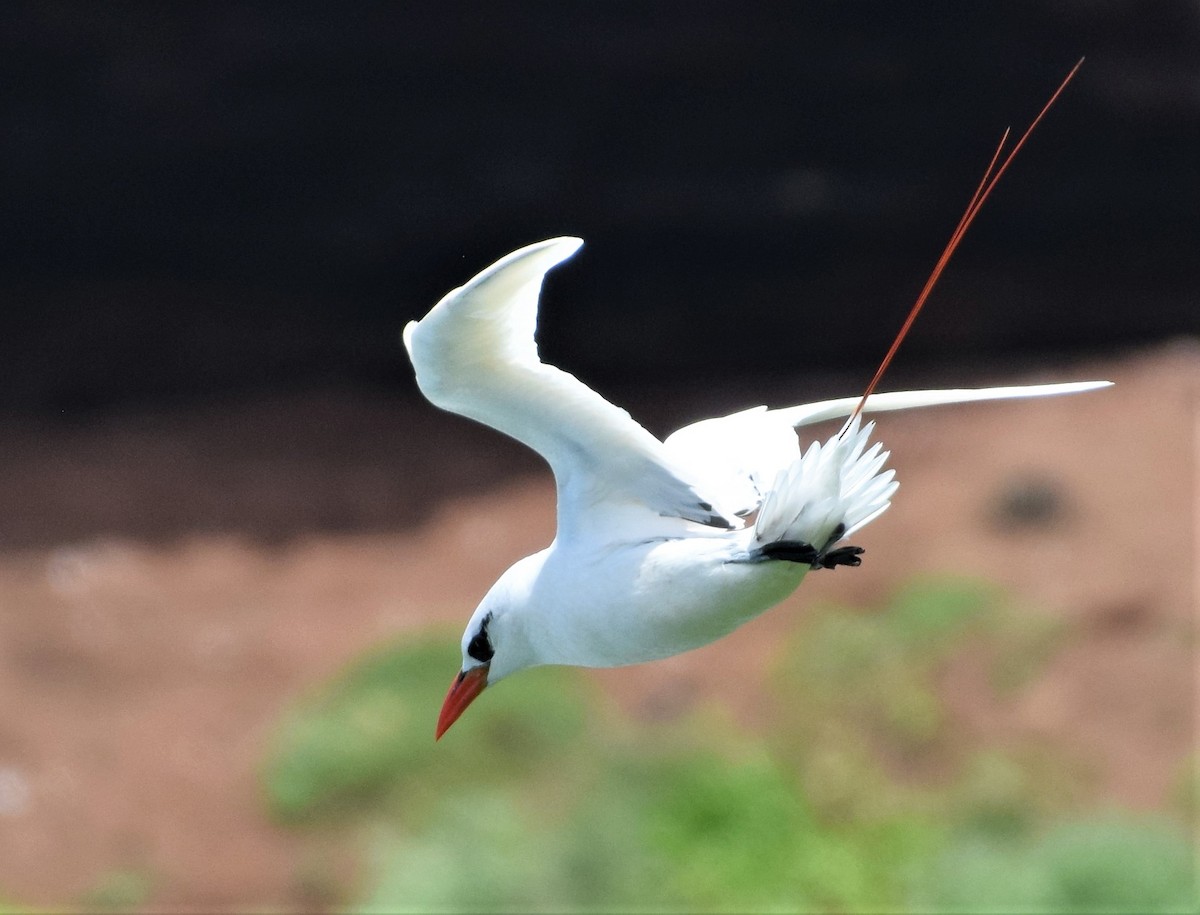 Red-tailed Tropicbird - ML103790061