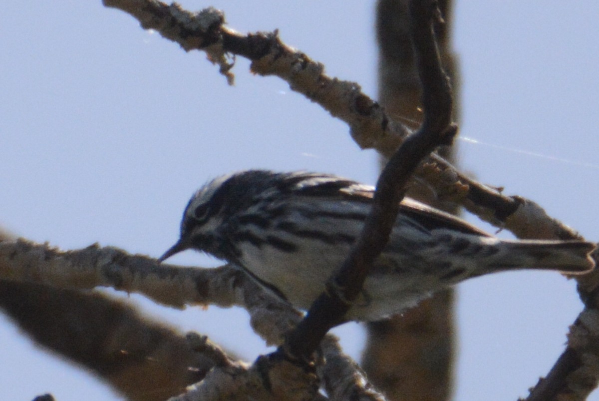 Black-and-white Warbler - ML103791791