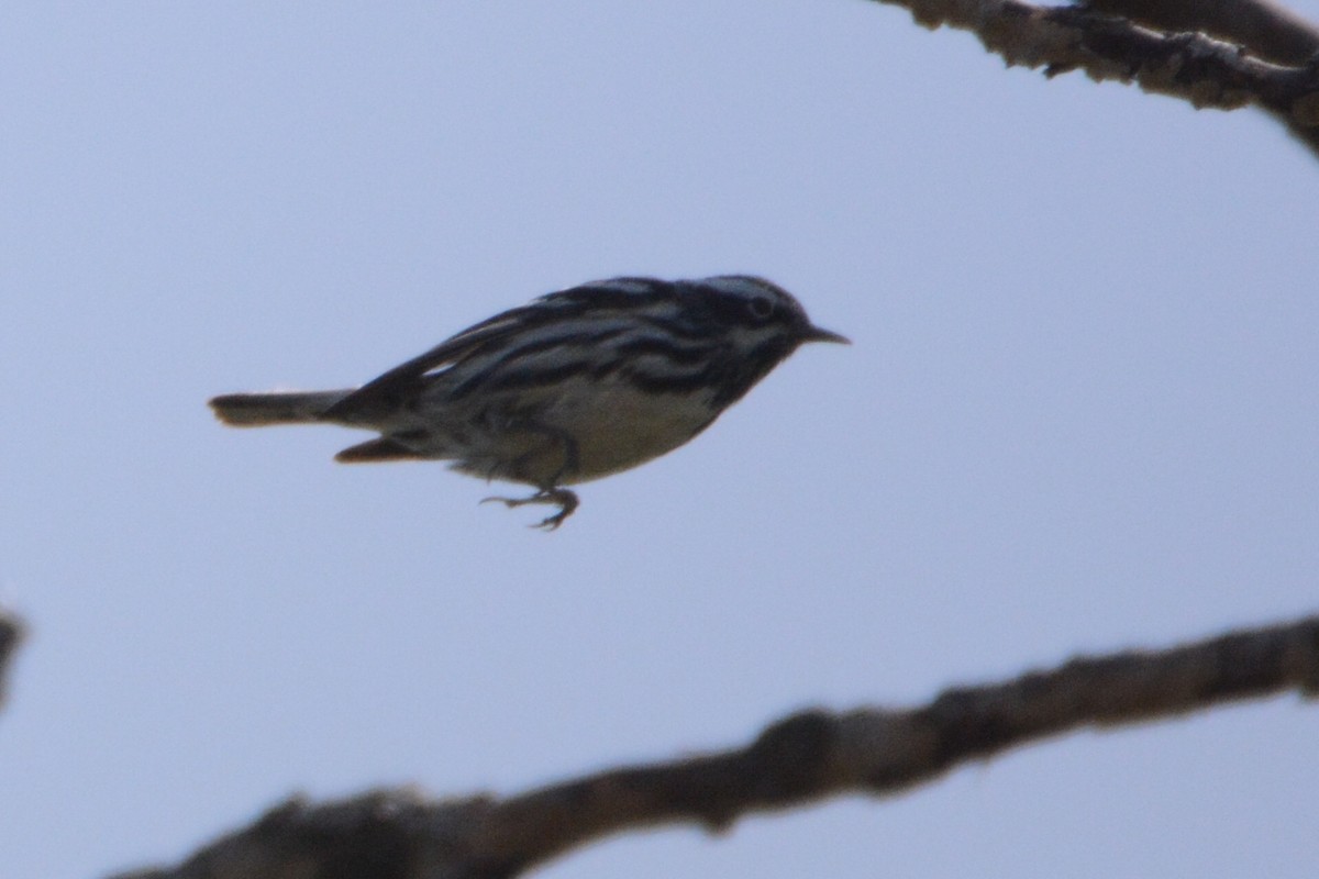 Black-and-white Warbler - ML103791801