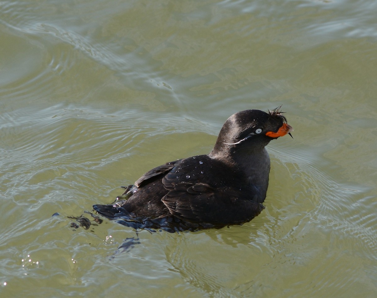 Crested Auklet - Clive Harris