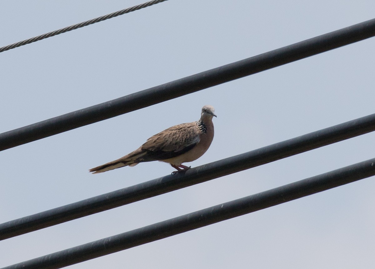 Spotted Dove - Simon Best