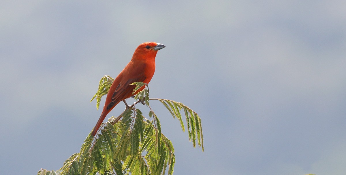 Hepatic Tanager - ML103794661