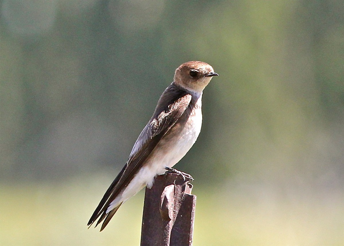 Northern Rough-winged Swallow - Bill Hill