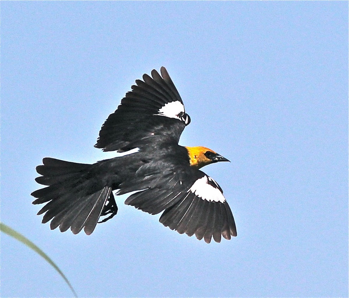 Yellow-headed Blackbird - ML103795951