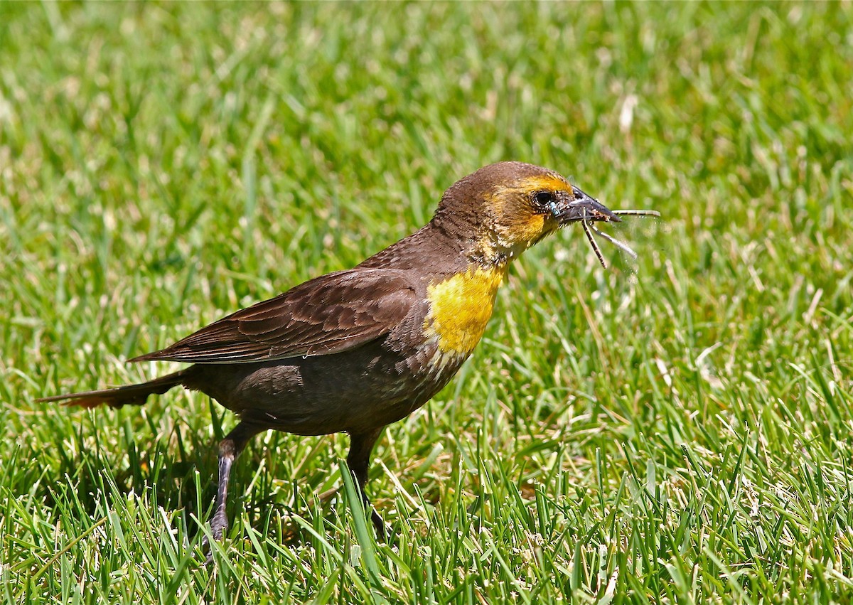 Yellow-headed Blackbird - ML103795961