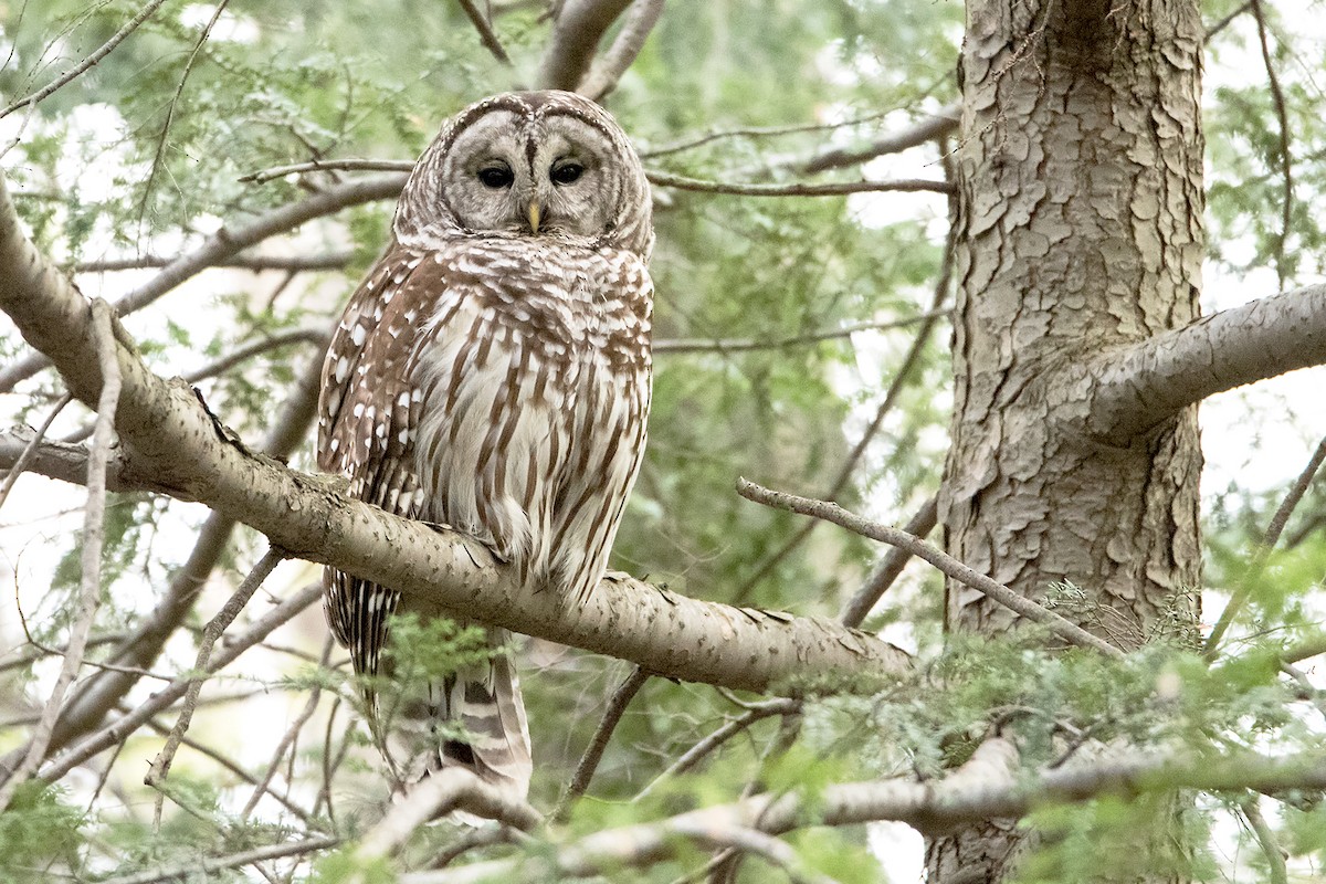 Barred Owl - Sue Barth