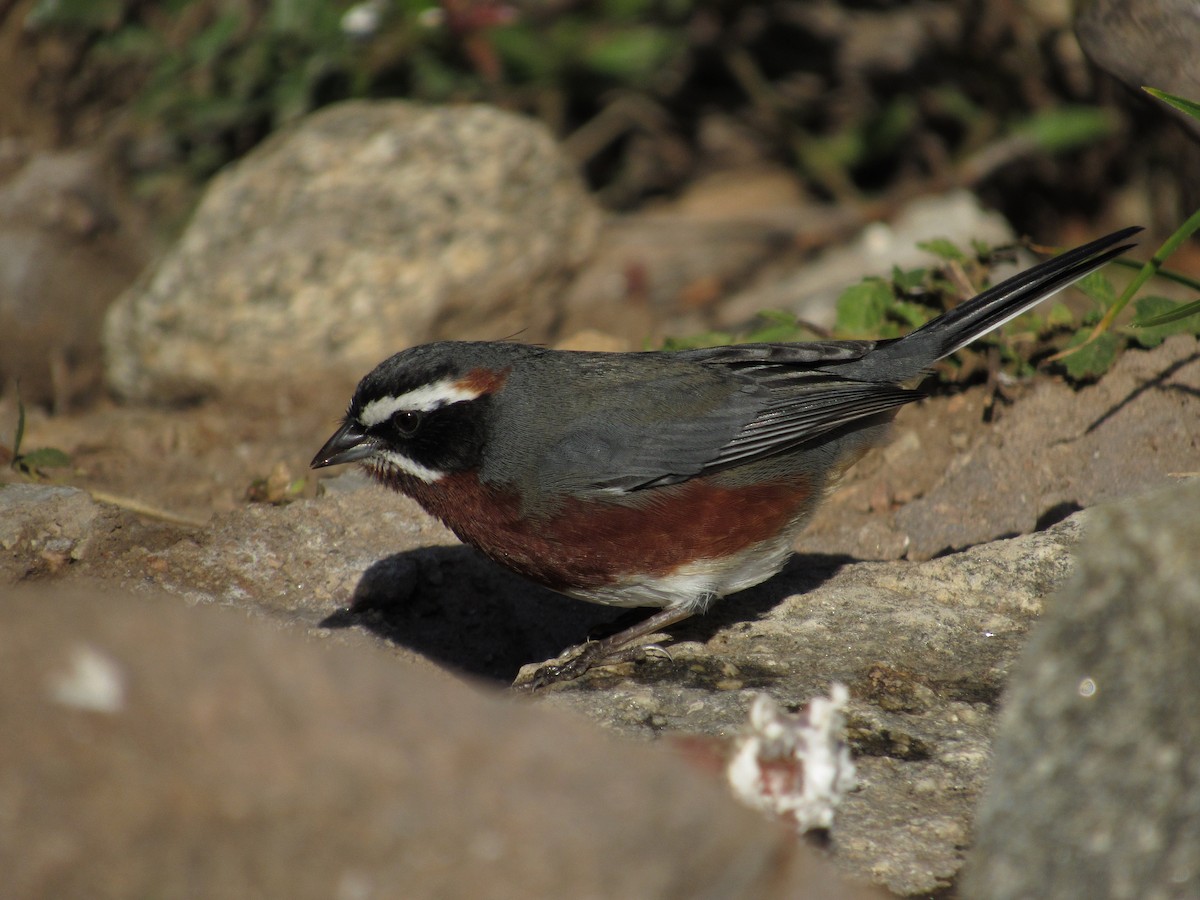 Black-and-chestnut Warbling Finch - ML103803001