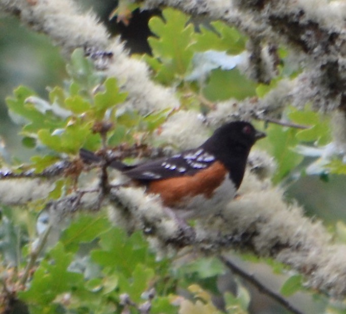 Spotted Towhee - ML103806641