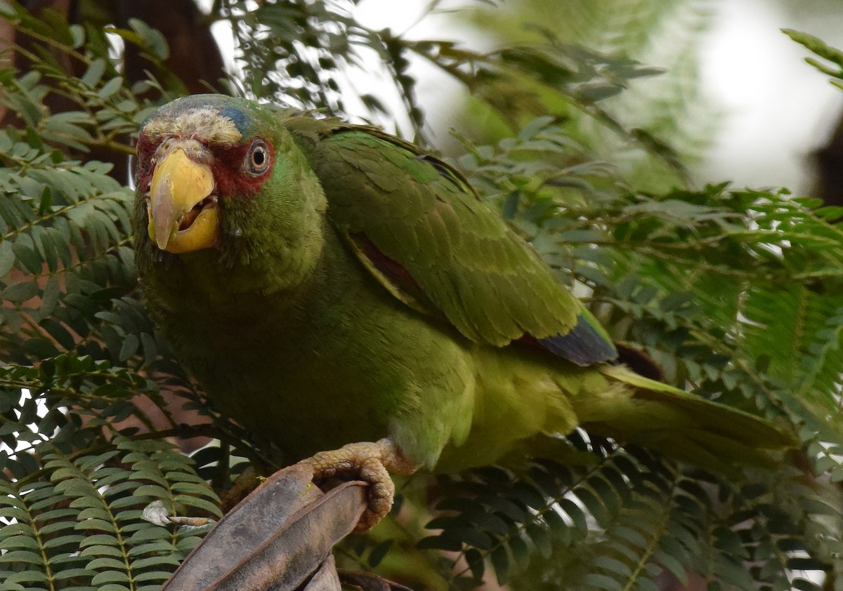 White-fronted Parrot - A Emmerson