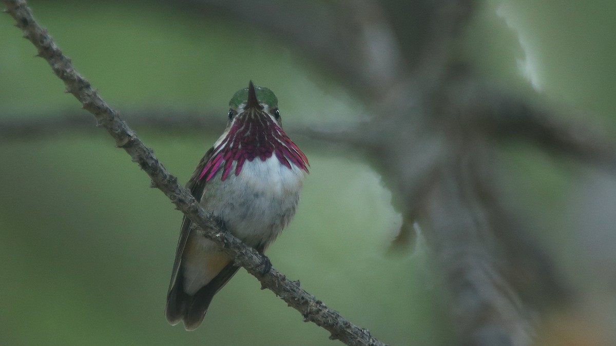 Calliope Hummingbird - ML103807501