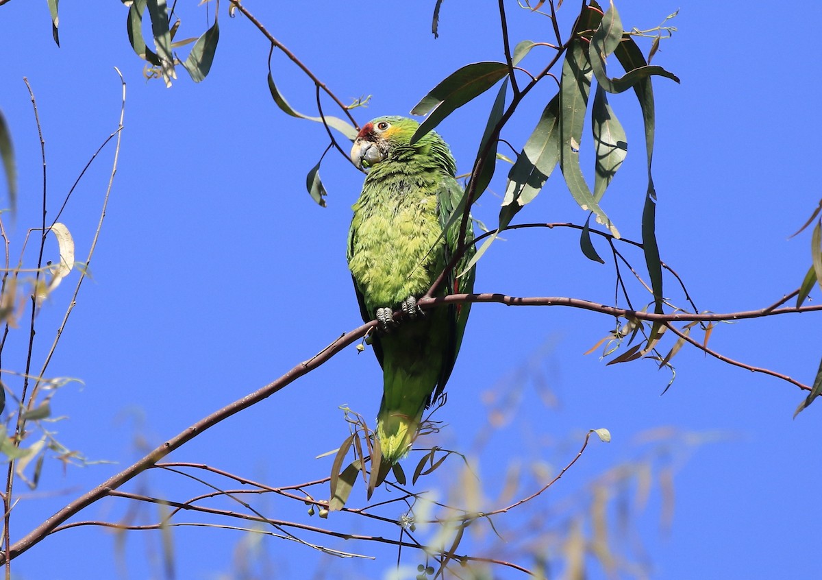Red-lored Parrot - ML103808261