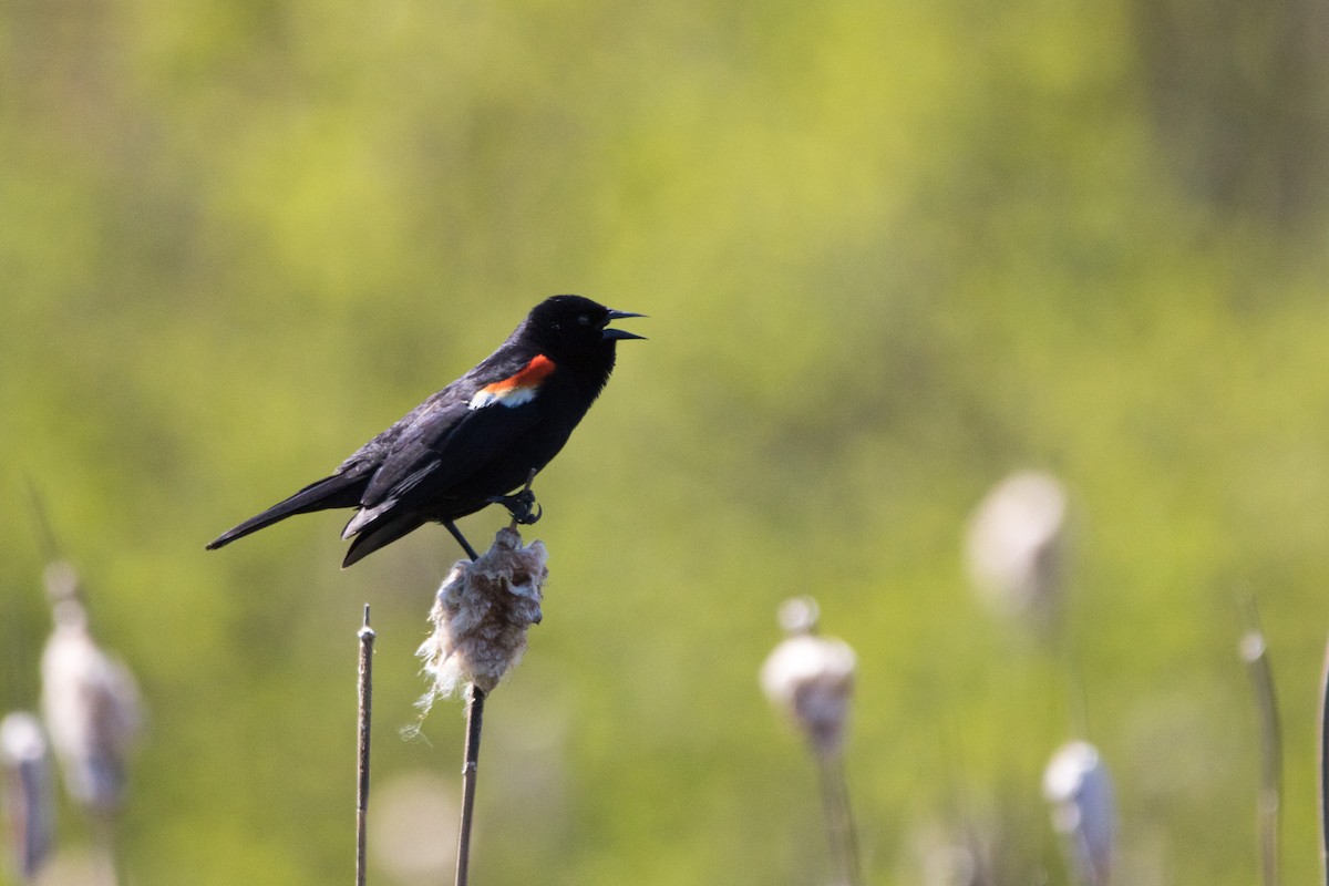 Red-winged Blackbird - Steven McGrath