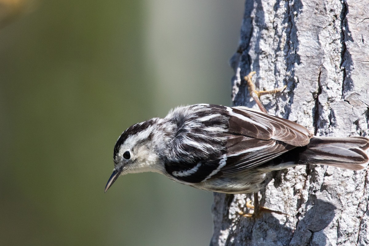 Black-and-white Warbler - ML103812211