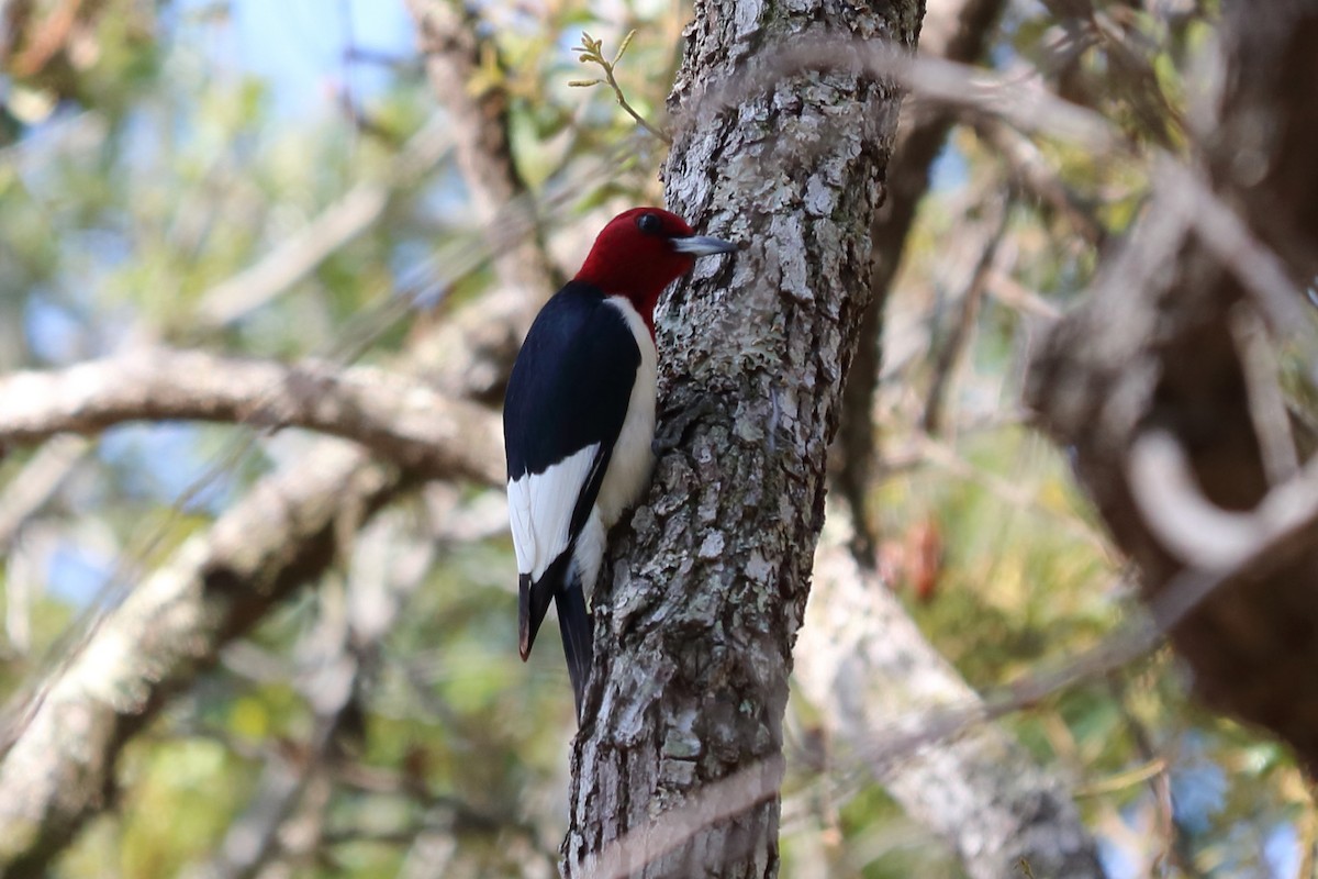 Red-headed Woodpecker - Alta Tanner