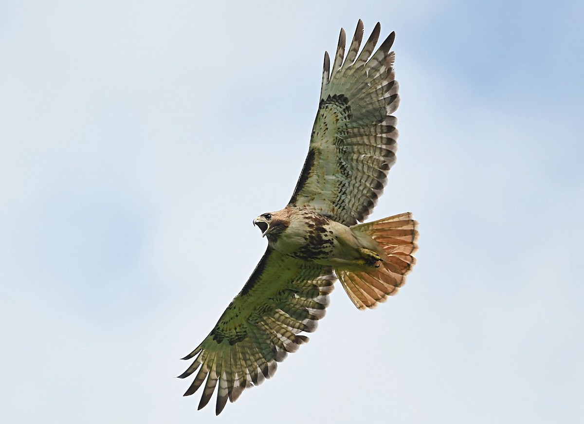 Red-tailed Hawk - David Provencher