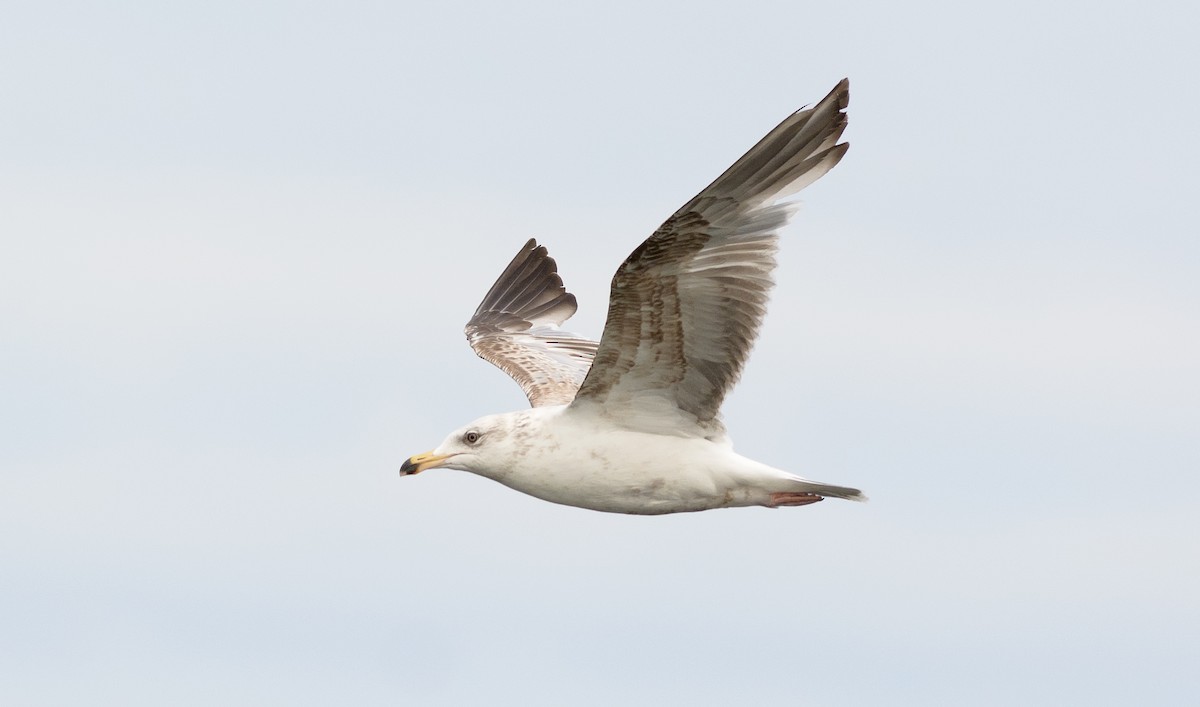 Ring-billed Gull - Patrice St-Pierre