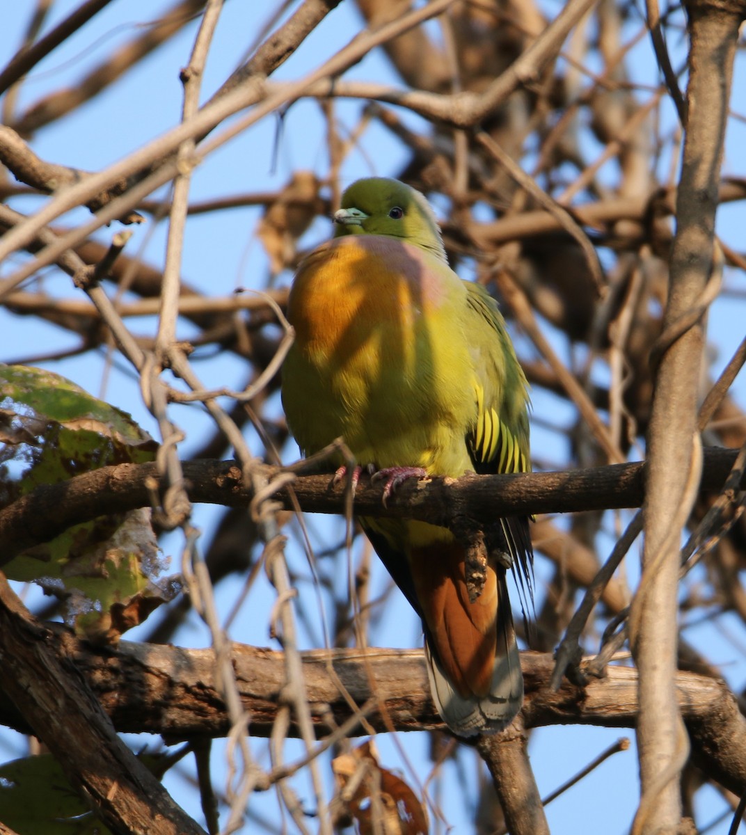 Orange-breasted Green-Pigeon - Terri Hurley